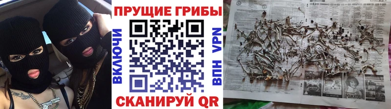 Псилоцибиновые грибы GOLDEN TEACHER  Калач-на-Дону 